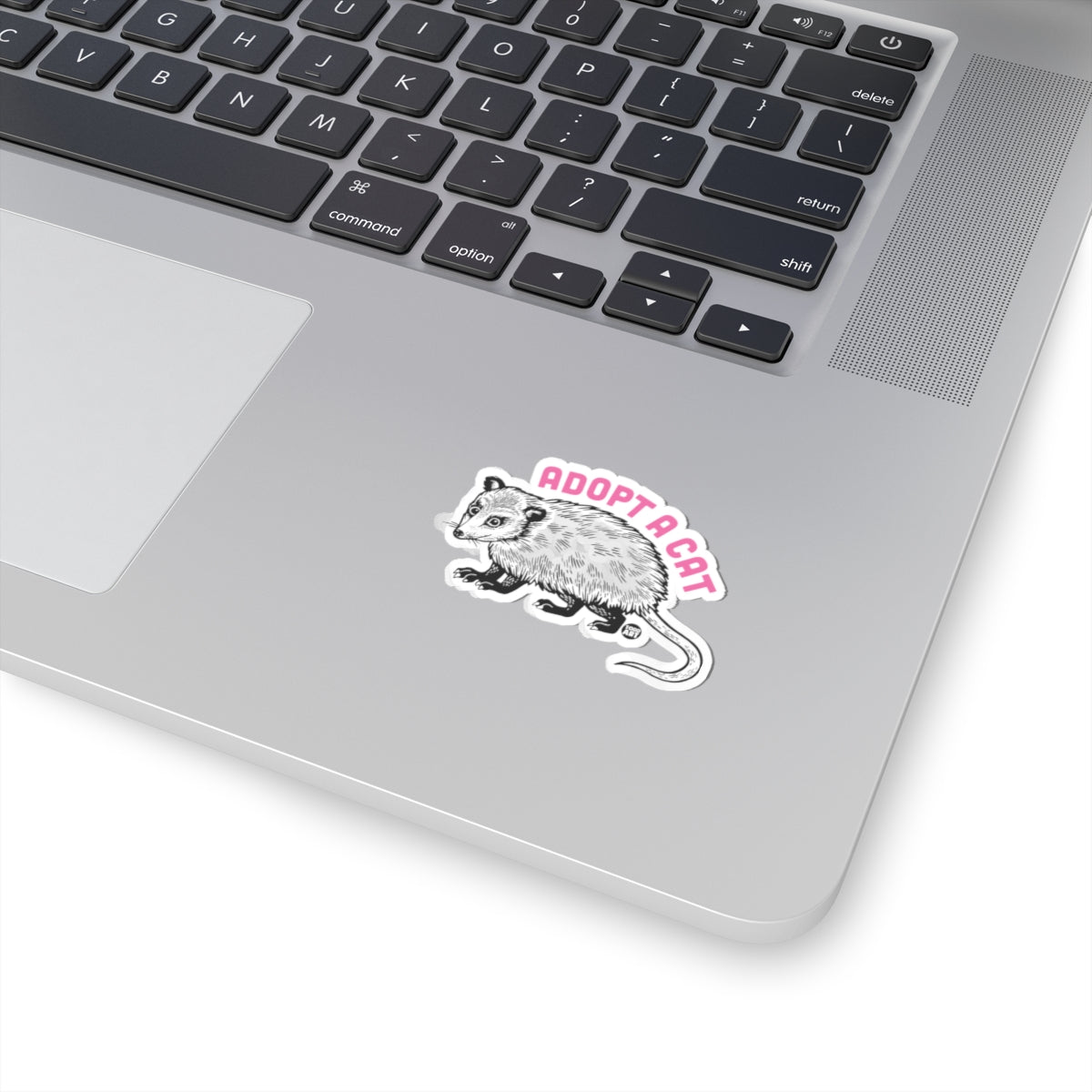 adopt-a-cat-possum